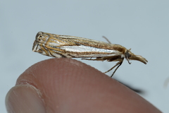 Crambus saltuellus