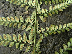 Polystichum luctuosum