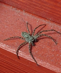 Philodromus margaritatus