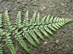 Polystichum luctuosum