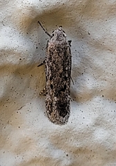 Filatima