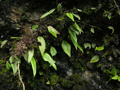 Lemmaphyllum rostratum