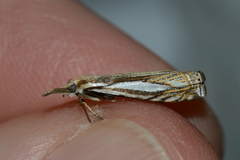 Crambus saltuellus