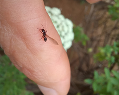 Crematogaster acuta