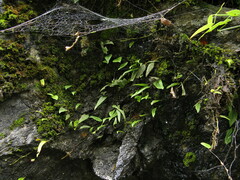 Lemmaphyllum rostratum
