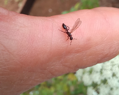 Crematogaster acuta