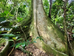 Ficus insipida