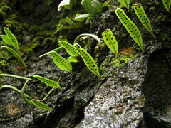 Lemmaphyllum rostratum