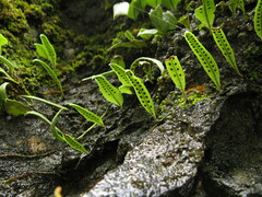 Lemmaphyllum rostratum