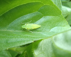 Cicadellidae