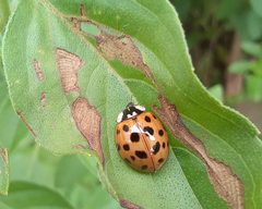 Harmonia axyridis