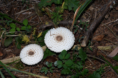 Leucoagaricus nympharum