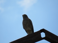 Rupornis magnirostris