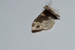 Xanthorhoe ferrugata