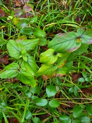 Hypericum androsaemum