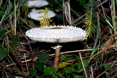 Leucoagaricus nympharum