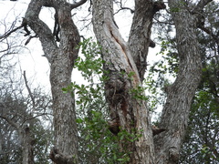 Phoradendron leucarpum