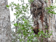 Phoradendron leucarpum