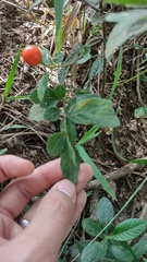 Solanum pseudocapsicum