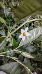 Solanum argenteum