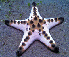 Protoreaster nodosus