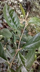 Solanum argenteum