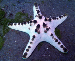 Protoreaster nodosus
