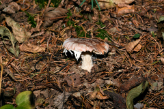 Leucocortinarius bulbiger