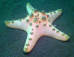 Protoreaster nodosus