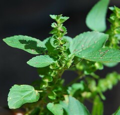 Acalypha neomexicana