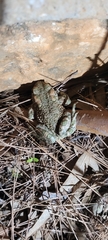 Bufotes viridis sitibundus
