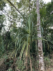 Pandanus kaida