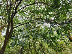 Prunus phaeosticta