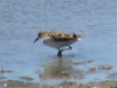 Calidris