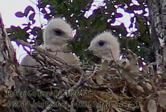 Buteo plagiatus