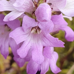Euphrasia collina