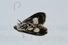 Anania funebris