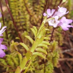 Euphrasia collina