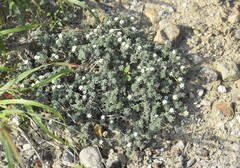 Euploca confertifolia