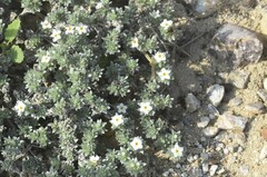 Euploca confertifolia