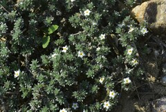 Euploca confertifolia