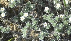 Euploca confertifolia