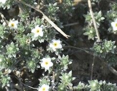 Euploca confertifolia
