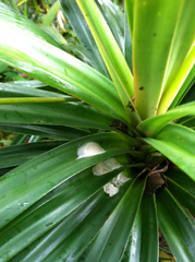 Freycinetia arborea