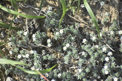 Euploca confertifolia
