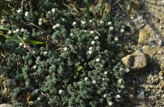 Euploca confertifolia