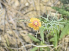 Linum berlandieri