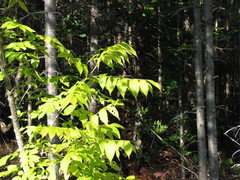 Fraxinus nigra image