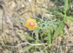 Linum berlandieri