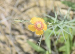 Linum berlandieri